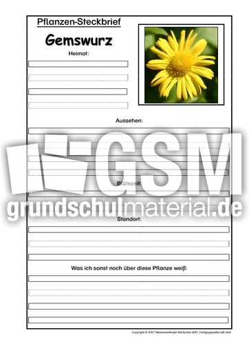 Pflanzensteckbrief-Gemswurz.pdf